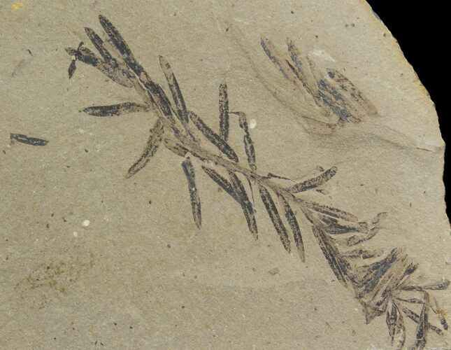 Dawn Redwood (Metasequoia) Fossil - Montana #142562